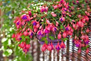 fuchsie