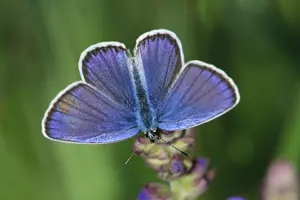 motýl Česko