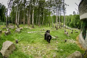 Medvědi v Zoo Ostrava