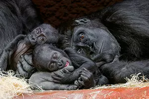 zoo praha gorily