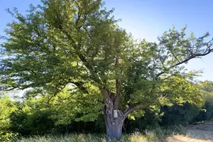 oskeruše