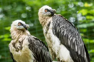 zoo ostrava