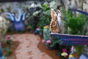 motýlé dům Lipno