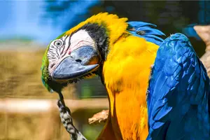 Papoušek ara