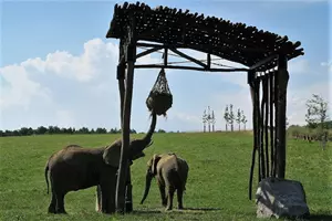 sloni zoo zlín