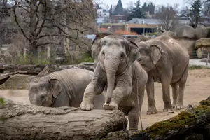 sloní samičky zoo praha