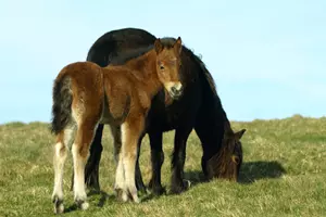 exmoorští koně