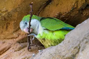 papoušek v zoo Praha