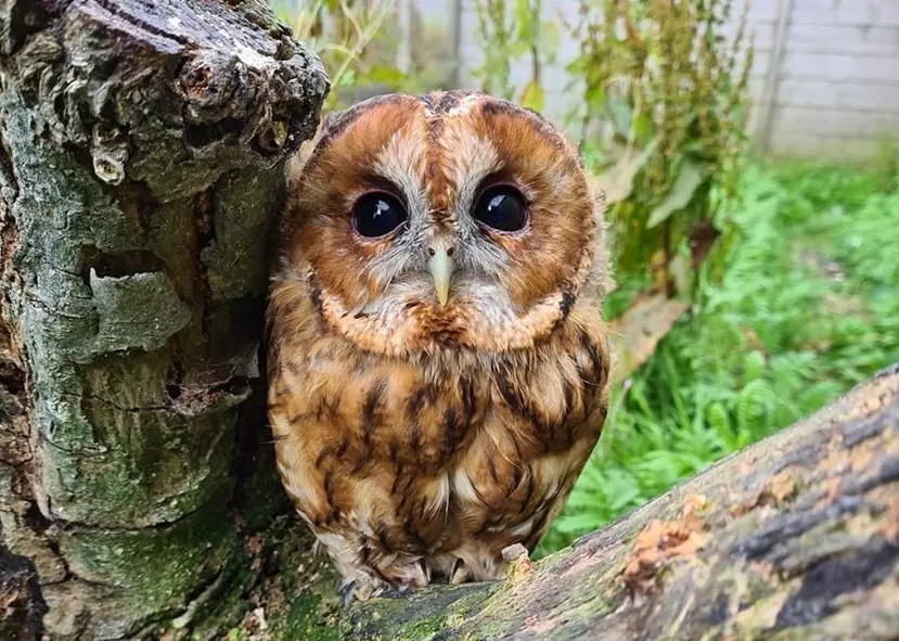 Soví rezervace Screech Owl