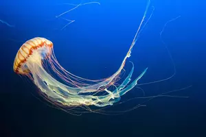 medúza chomutov