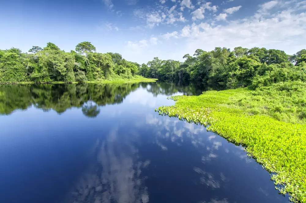 Pantanal Brazilie