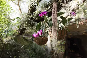 Orchideje botanická troja