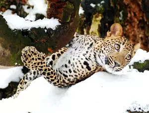Levhart na sněhu
