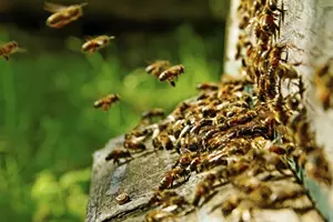 včely z úlu