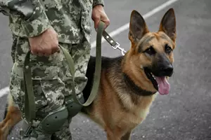 armádní pes