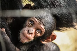 malý šimpanz