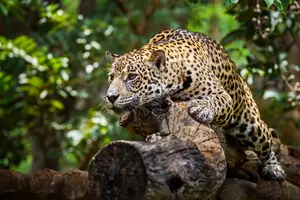 jaguar trek zlín