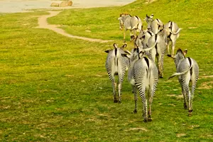 Safari zebry