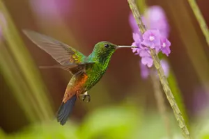 kolibřík amazilia