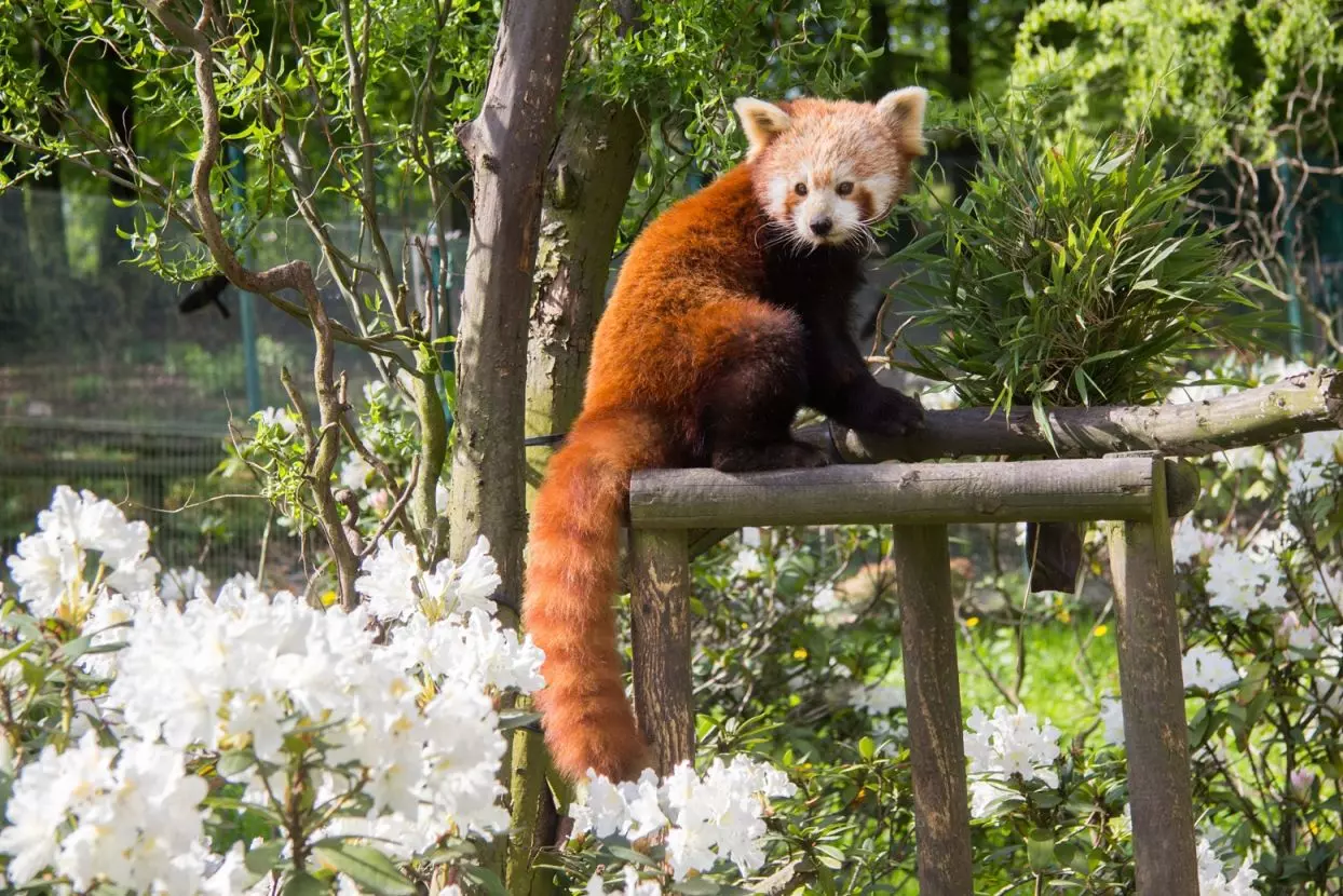 rododendron a panda