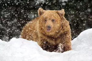 Medvěd zima