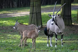 Oryx mláďata