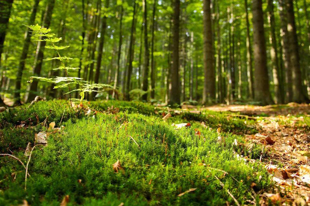 český les