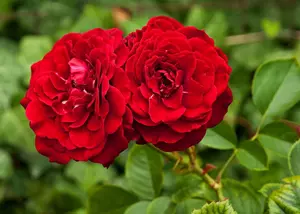 Rudé růže