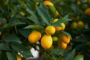 skleník citrus kumquat