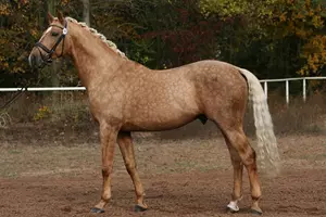 Equus Kinsky