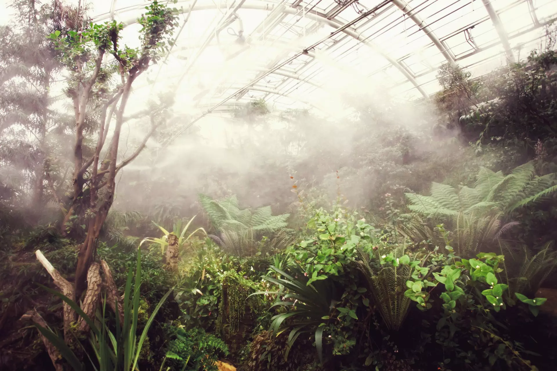 tropický skleník
