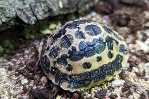 zoo brno želva