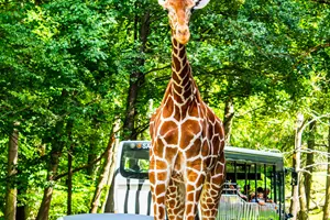 žirafa safari park
