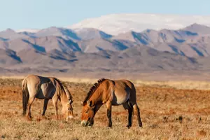 koně Převalského v Mongolsku