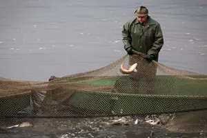 rybářství hluboká výlov