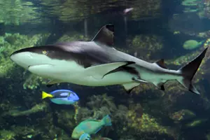zoo olomouc akvárium
