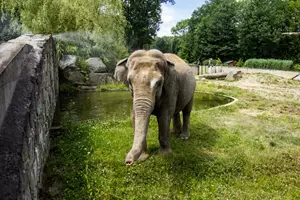 sloni v zoo ostrava