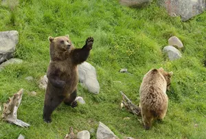 Medvědi z Točníka