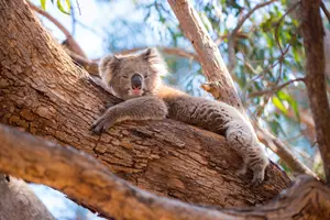 medvídek koala