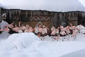vánoční prohlídky Zoo Jihlava