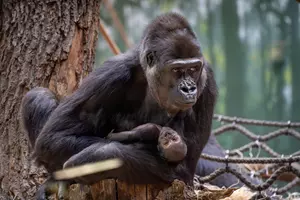 gorila zoo praha