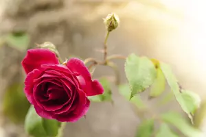 Válka růží – květinové výstavy na zámcích letos ve znamení růží