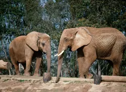 Nový sloninec ukáže slony v jejich přirozeném prostředí