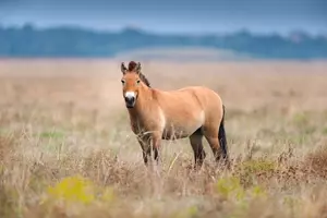 koně převalského
