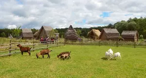 Kozy v Zeměráji