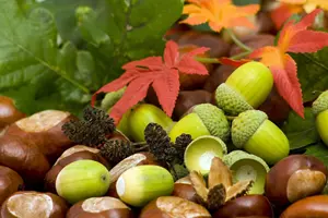 podzimní plody