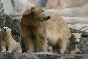 Lední medvědi zoo Brno