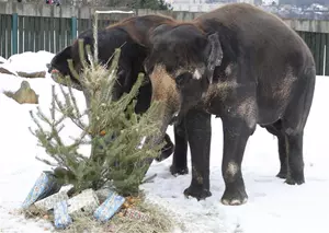 Zoo Ústí Vánoce u slonů
