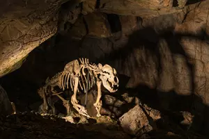 kateřinská jeskyně medvěd