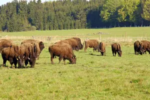 bizoní ranč česká kanada